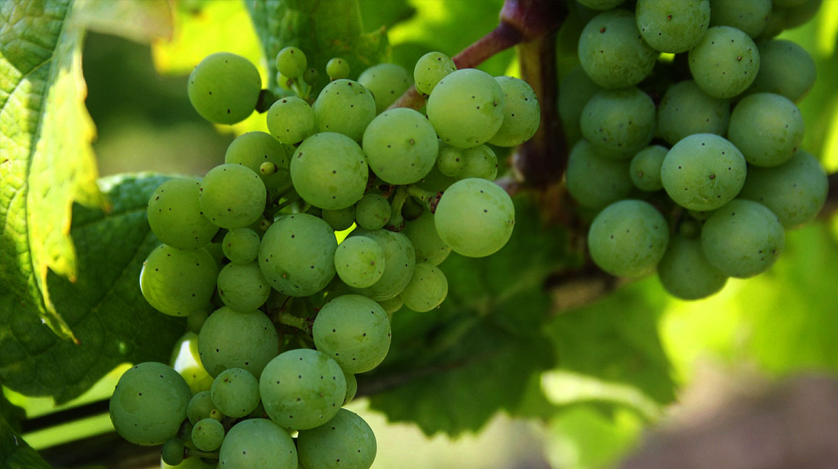 Green Grapes on a vine